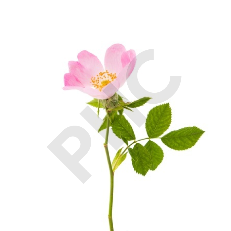 Rosa canina  bourgeon - églantier
