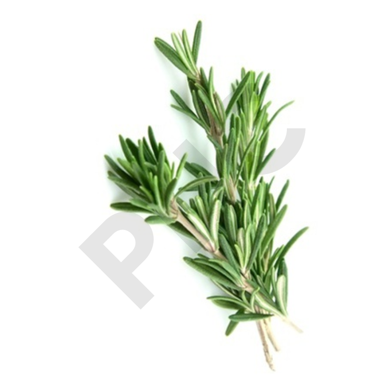 Rosmarinus officinalis bourgeon - romarin officina
