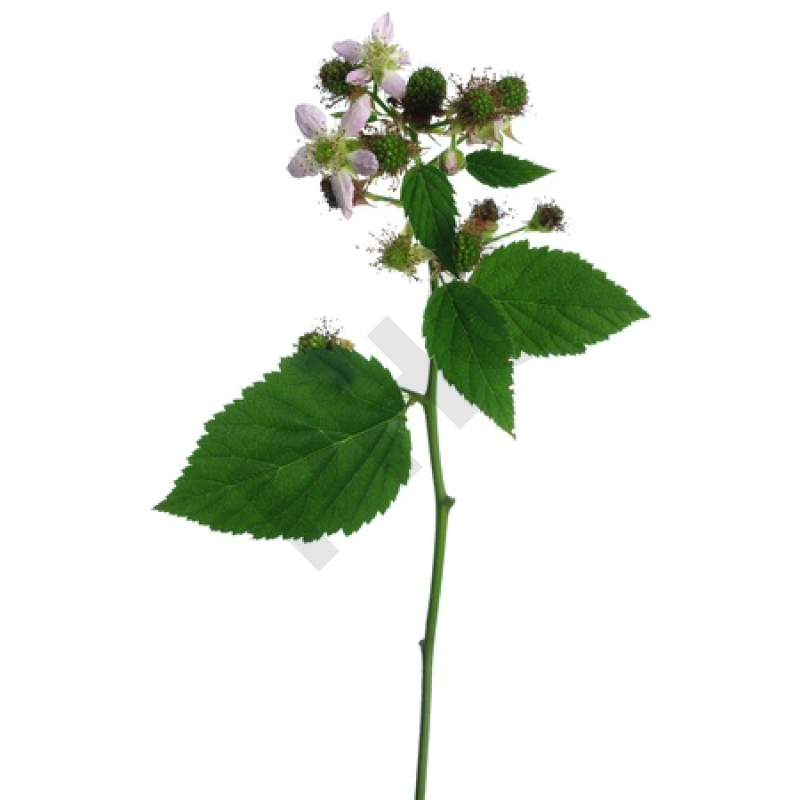 Rubus fructicosus bourgeon - ronce
