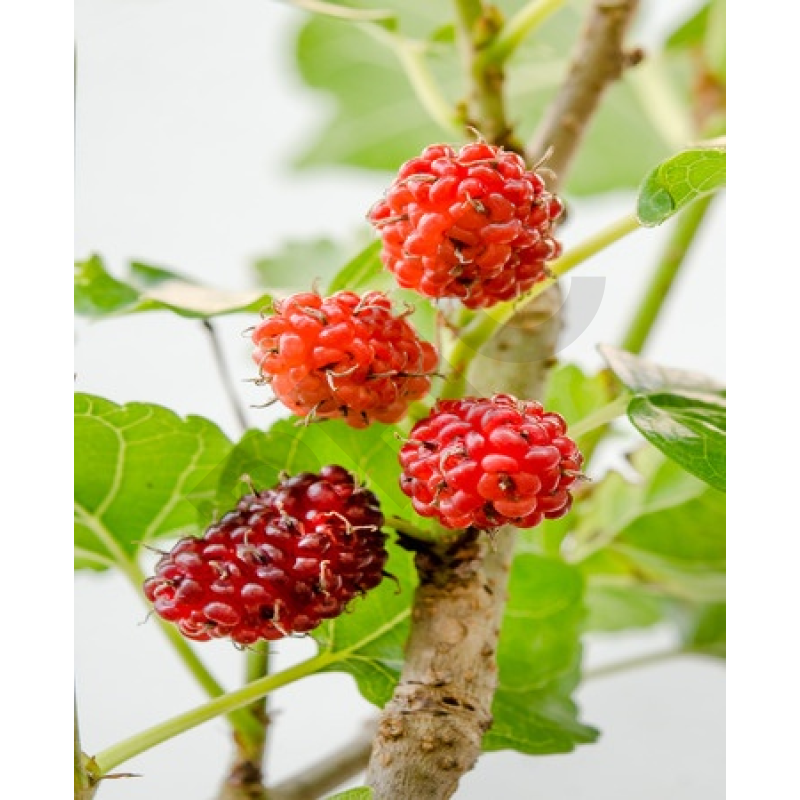 Rubus idaeus bourgeon - framboisier