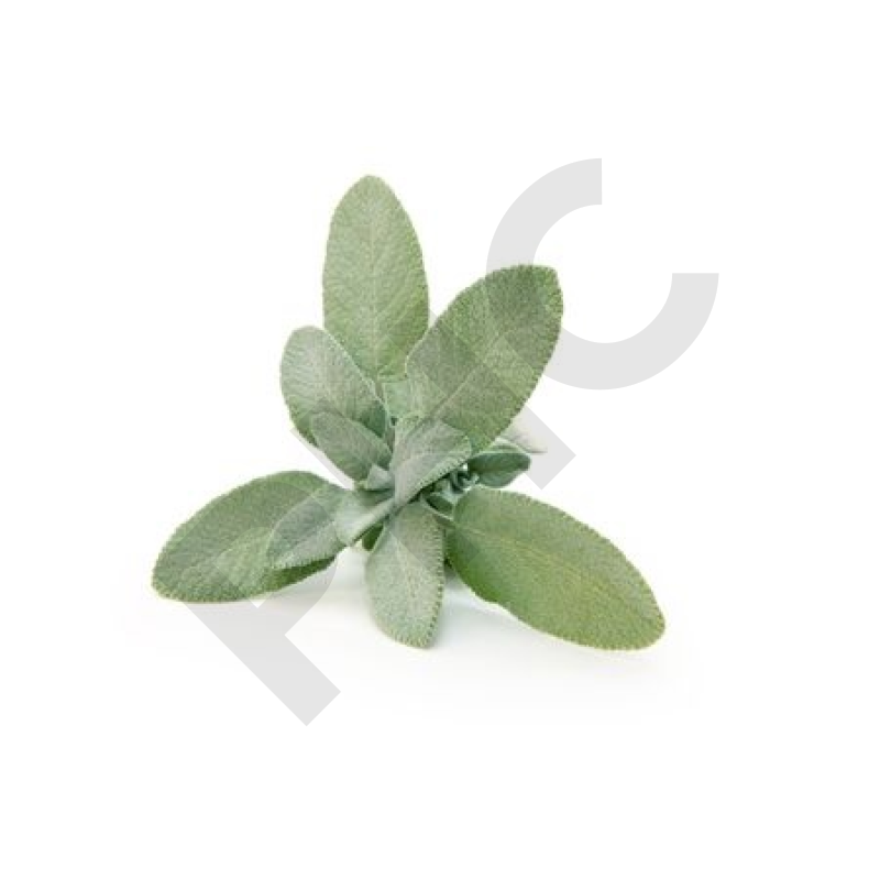 SAUGE OFFICINALE (Feuille coupée)