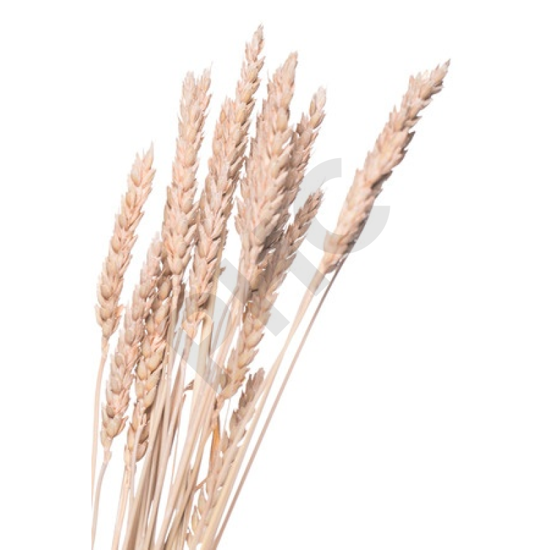 Secale cereale (seigle) bourgeon protection foie