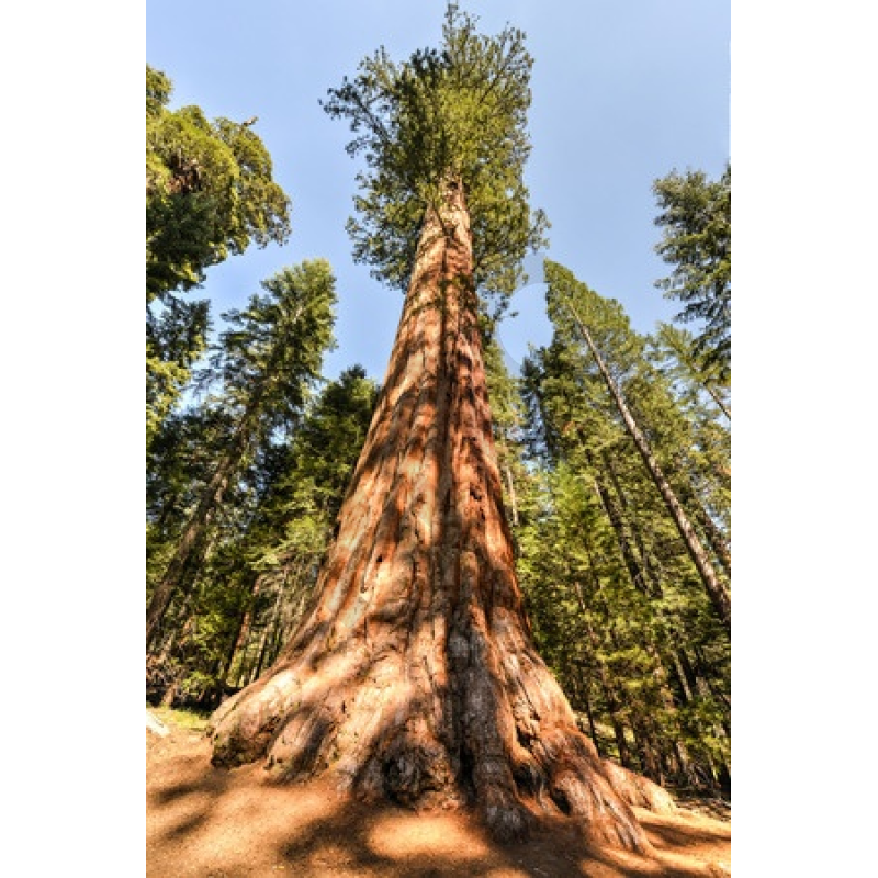 Sequoia gigantea bourgeon - séquoia