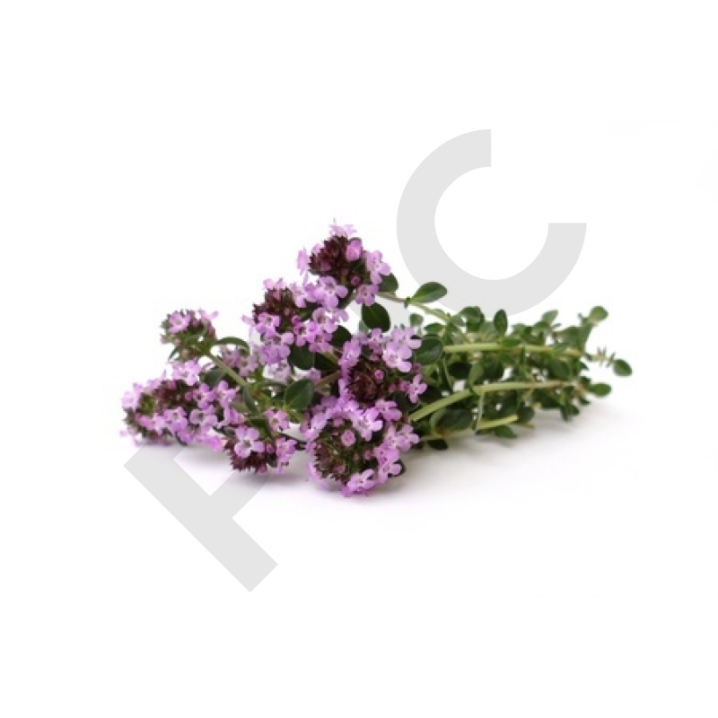 SERPOLET (Plante coupée)