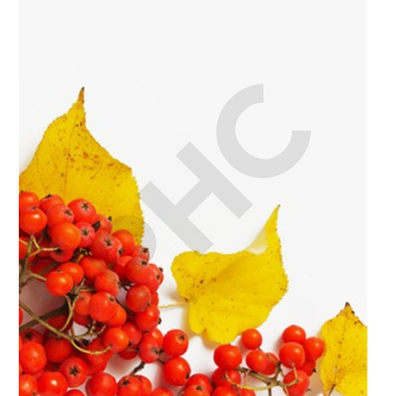 Sorbus domestica bourgeon - sorbier - cormier