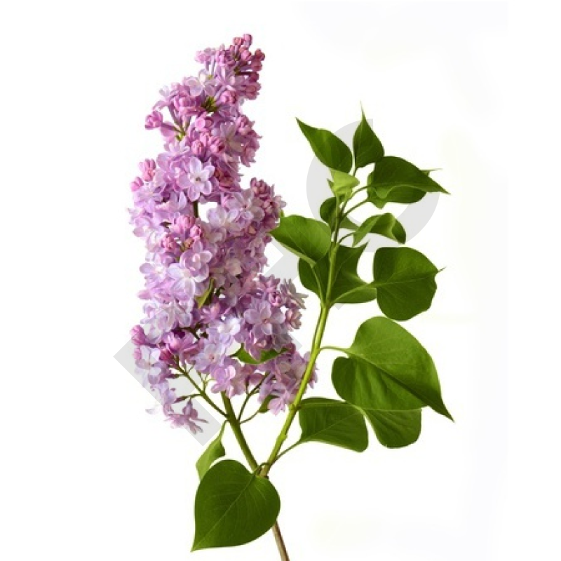 Syringa vulgaris bourgeon - lilas