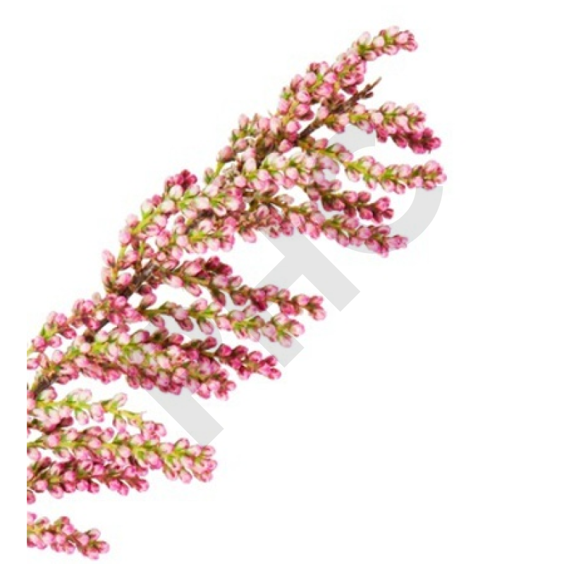 Tamarix gallica bourgeon anémie carence fer