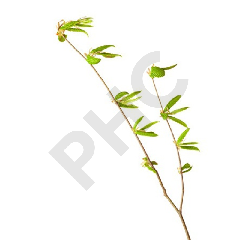 Tilia tomentosa bourgeon - tilleul argenté