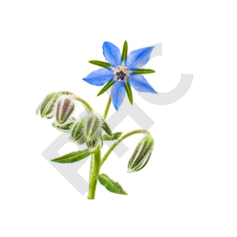 Tisane Bourrache bio fleurs - Borrago officinalis - Herboristerie PHC