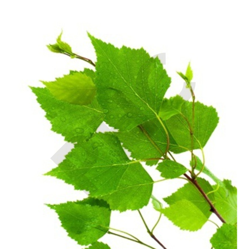 Ulmus campestris bourgeon - orme des champs