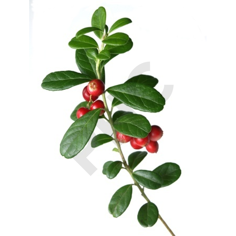 VACCINIUM VITIS (Airelle)
