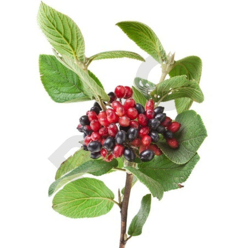 Viburnum lantana bourgeon - viorne lantane