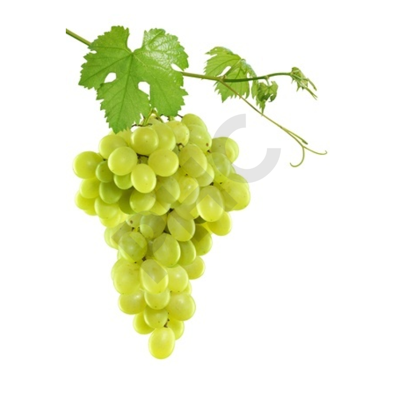 Vitis vinifera bourgeon douleur articulation