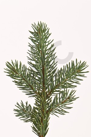 Abies pectinata bourgeon mg 1 DH  - sapin pectiné