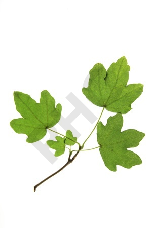 Acer campestre bourgeon - érable champêtre 1DH
