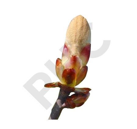 Aesculus hippocastanum bourgeon - marronier