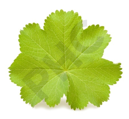 ALCHEMILLE VULGAIRE en vrac ( Alchemilla vulgaris)