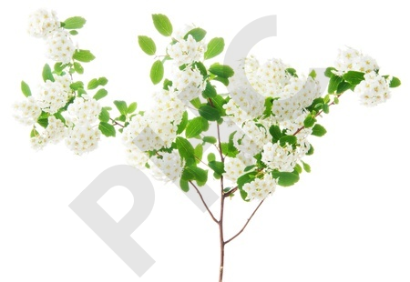 AUBEPINE  en vrac (Crataegus monogyna)