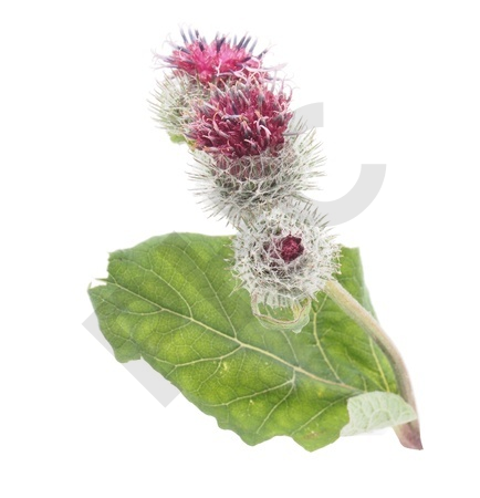 BARDANE MIDI en vrac (Arctium lappa)