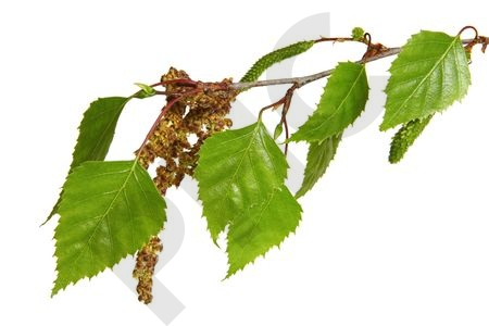 Betula verrucosa (semences) bourgeon - bouleau bla