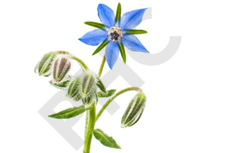 BOURRACHE en vrac (Borago officinalis)