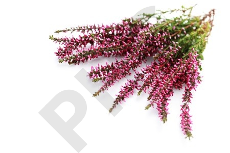 BRUYERE en vrac (Erica cinerea)