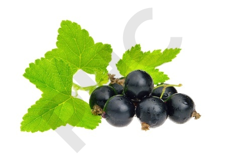 CASSIS en vrac (Ribes nigrum)