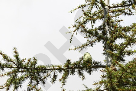 Cedrus libani bourgeon - cèdre du liban