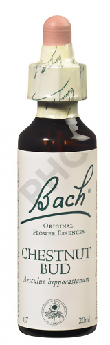 CHESTNUT BUD - Fleurs de Bach N°07, 20 ml