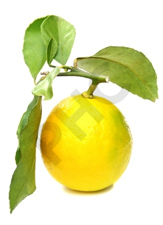 Citrus limonum bourgeon - citronnier