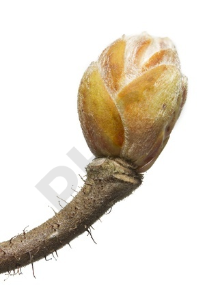 Corylus avellana bourgeon - noisetier