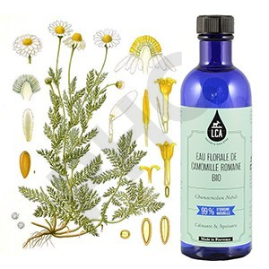 Eau florale de camomille romaine bio - eau florale