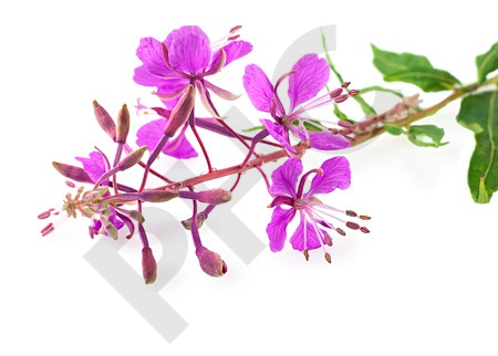 EPILOBE  en vrac (Epilobium parviflorum)