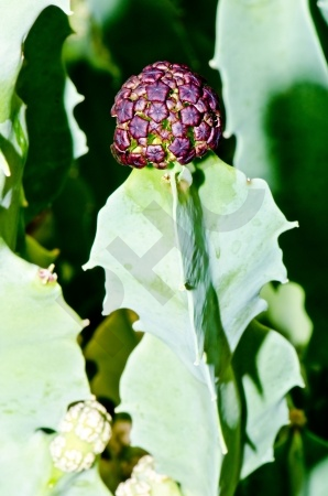 Caralluma Extrait Plantes Fraîches - EPS