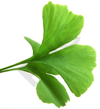 EPS ginkgo biloba mémoire circulation sanguine