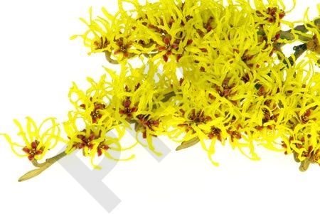 Hamamelis Extrait Plantes Fraîches - EPS