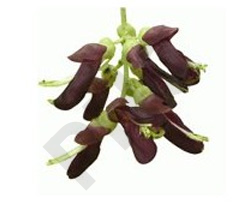 Mucuna  Extrait Plantes Fraîches - EPS