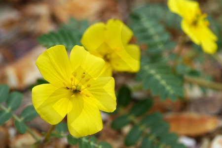 Tribulus Extrait Plantes Fraîches - EPS