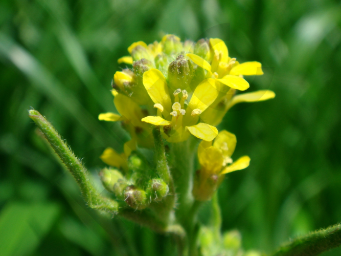 ERYSIMUM (Plante coupée)