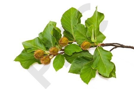 Fagus sylvatica bourgeon - hêtre