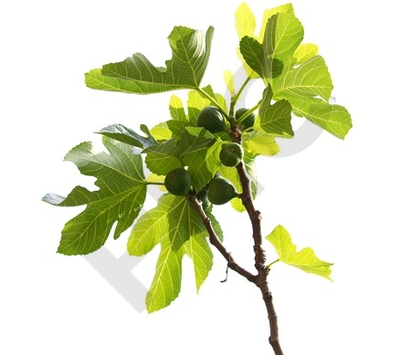 Ficus carica bourgeon 1DH - figuier
