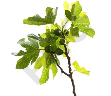 Ficus carica bourgeon - figuier