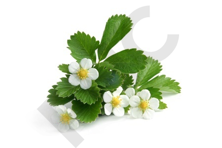 FRAISIER en vrac (Fragaria vesca)