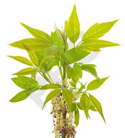 Fraxinus excelsior bourgeon - frêne élevé