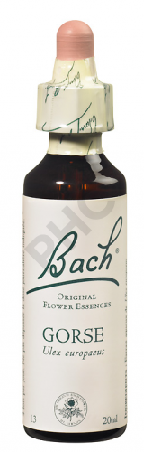 GORSE - Fleurs de Bach N°13, 20 ml