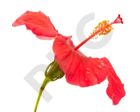 HIBISCUS  en vrac (Hibiscus sabdariffa)