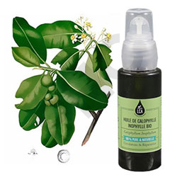 Calophylle inophylle huile végétale cosmétique bio