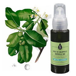 Huile calophylle inophylle bio