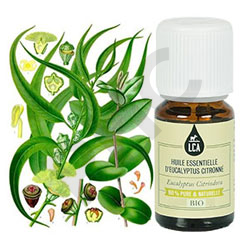 Eucalyptus citronné bio huile essentielle bio