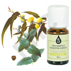 Eucalyptus globulus huile essentielle bio